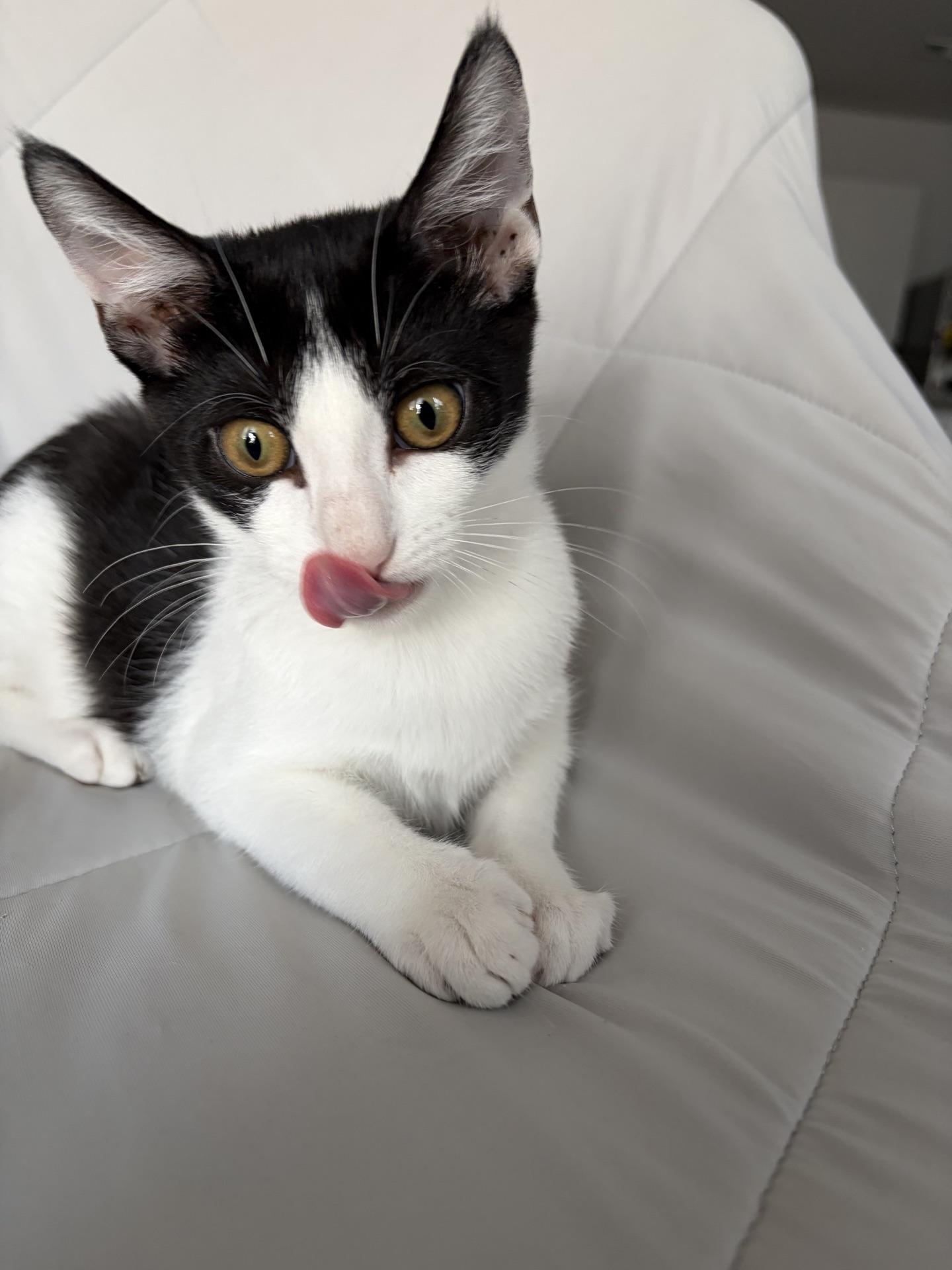 Enlarge Tinkerbell...sprinkling a little magic wherever her paws wander, a ADOPTABLE Domestic Short Hair in Murfreesboro, TN image 2/4