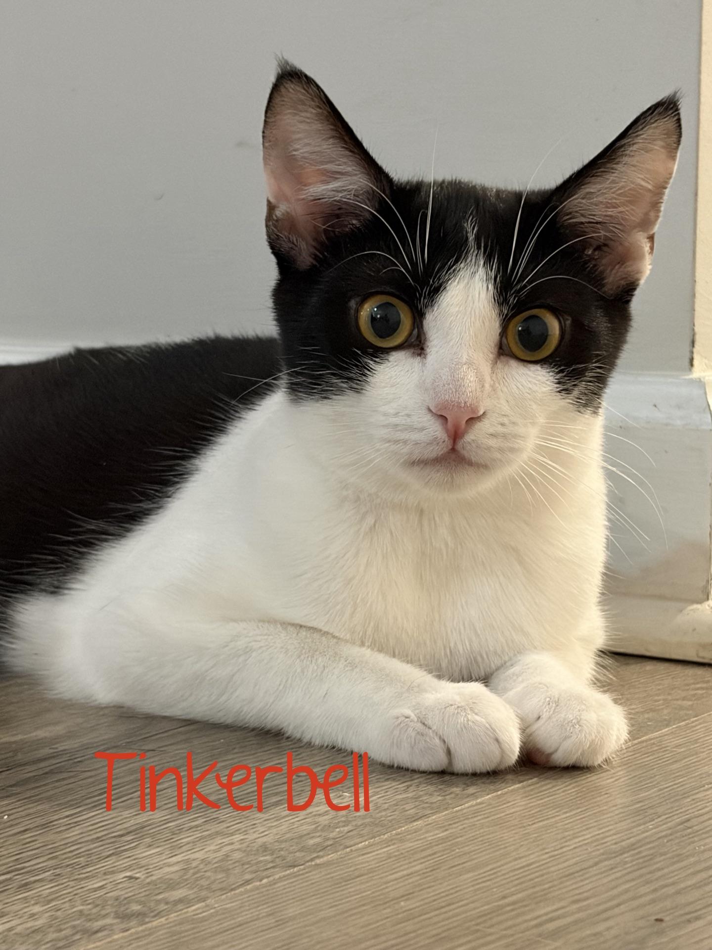 Tinkerbell...sprinkling a little magic wherever her paws wander, Adoptable, Kitten Female Domestic Short Hair.
