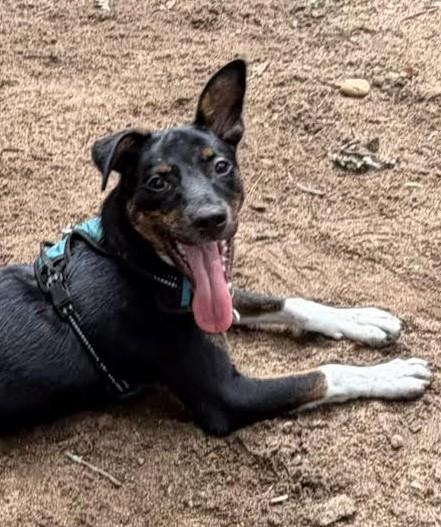 Larry, Adoptable, Young Male Australian Cattle Dog / Blue Heeler.