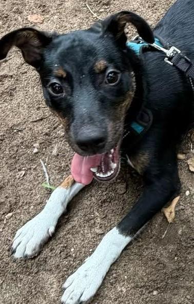 Enlarge Larry, a Adoptable mixed breed in Farmingville, NY image 2/2