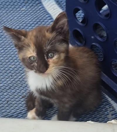 Cocoa calico, a ADOPTABLE Calico in Glenwood City, WI image 1/2