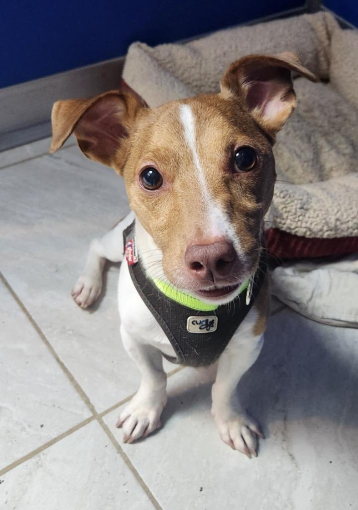 Jack, Adoptable, Adult Male Jack Russell Terrier.