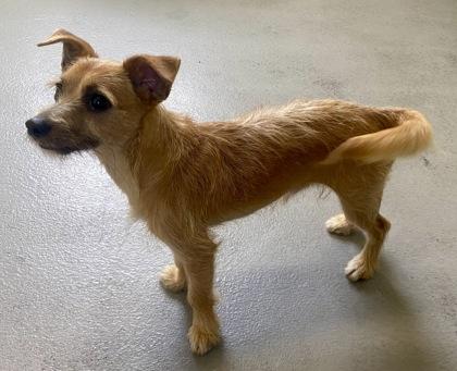 Charlie, a ADOPTABLE Terrier in Glasgow, KY image 2/2