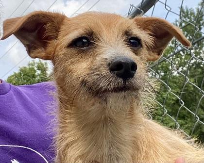 Charlie, ADOPTABLE, Adult Male Terrier.