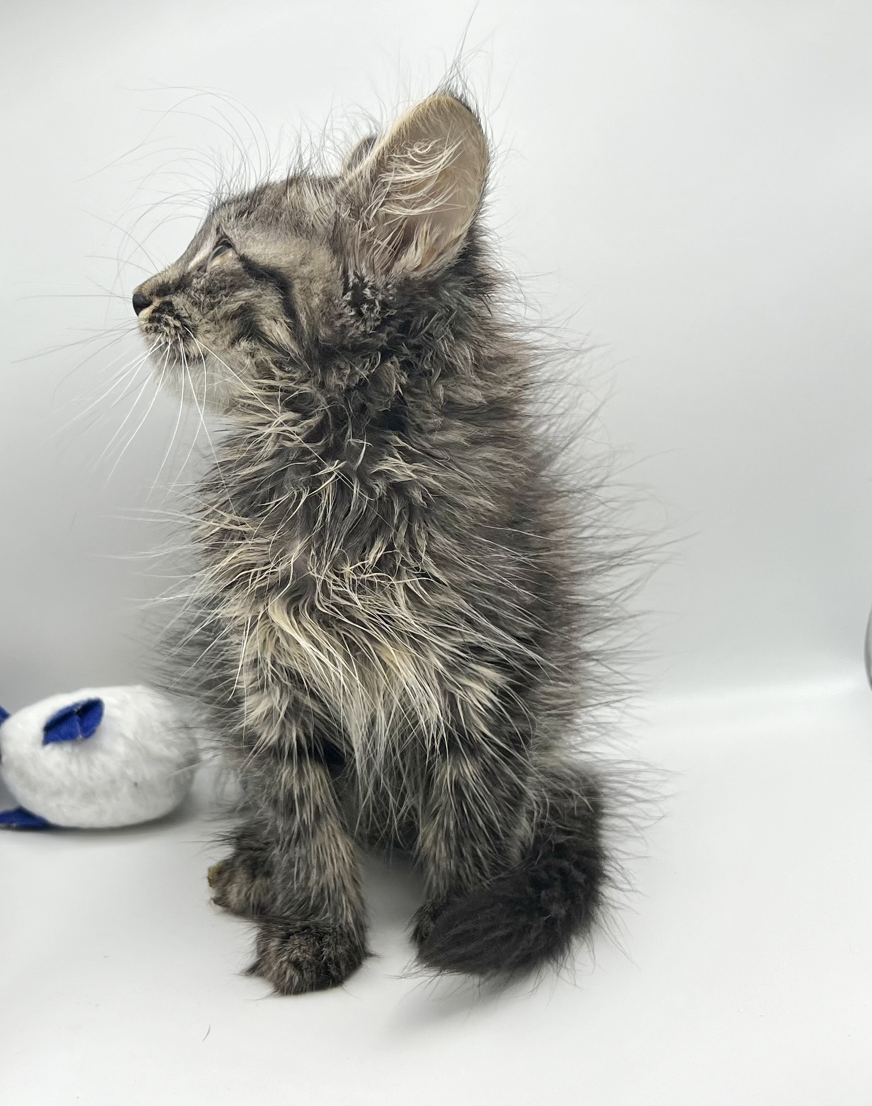 Enlarge Eve, a Adopted Domestic Long Hair in Maplewood, NJ image 4/6