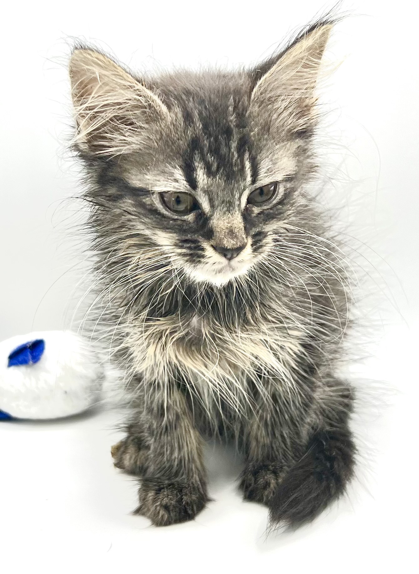 Enlarge Eve, a Adopted Domestic Long Hair in Maplewood, NJ image 6/6