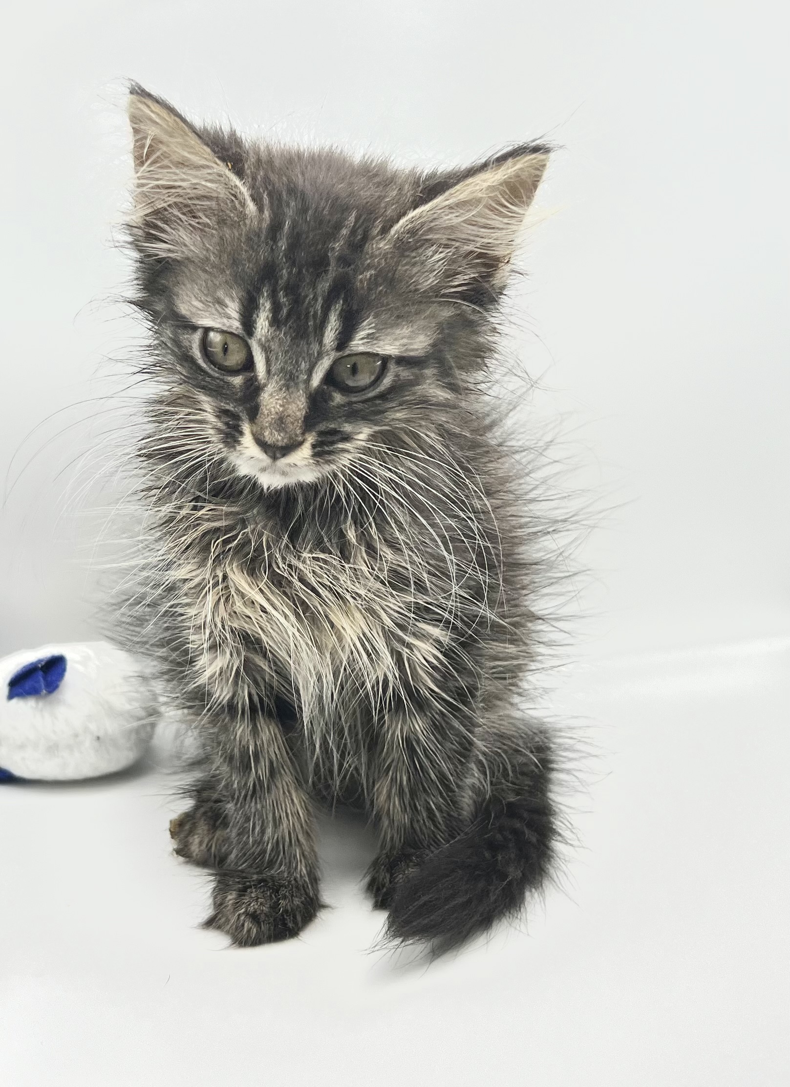 Enlarge Eve, a Adopted Domestic Long Hair in Maplewood, NJ image 5/6