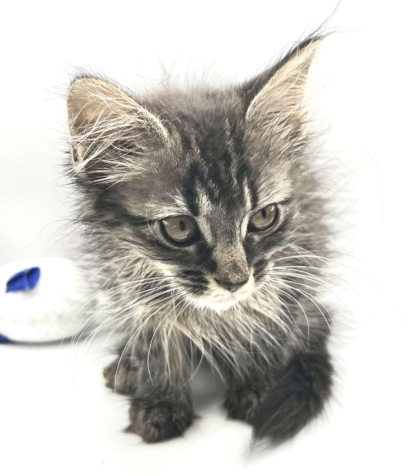 Enlarge Eve, a Adopted Domestic Long Hair in Maplewood, NJ image 3/6