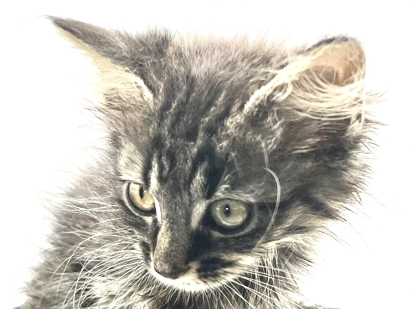 Enlarge Eve, a Adopted Domestic Long Hair in Maplewood, NJ image 1/6