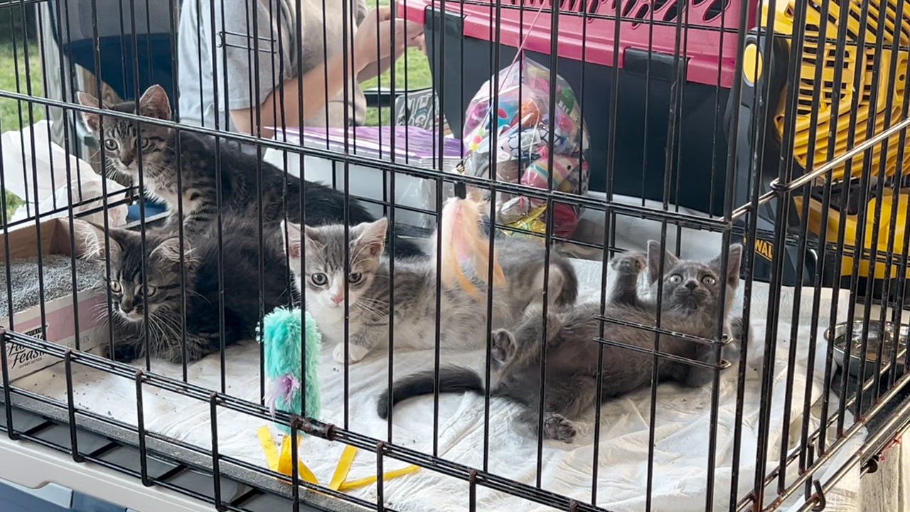 Enlarge Eve, a Adopted Domestic Long Hair in Maplewood, NJ video 2/6