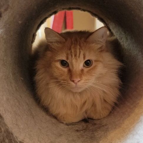 Sunshine, Adult Male Domestic Long Hair