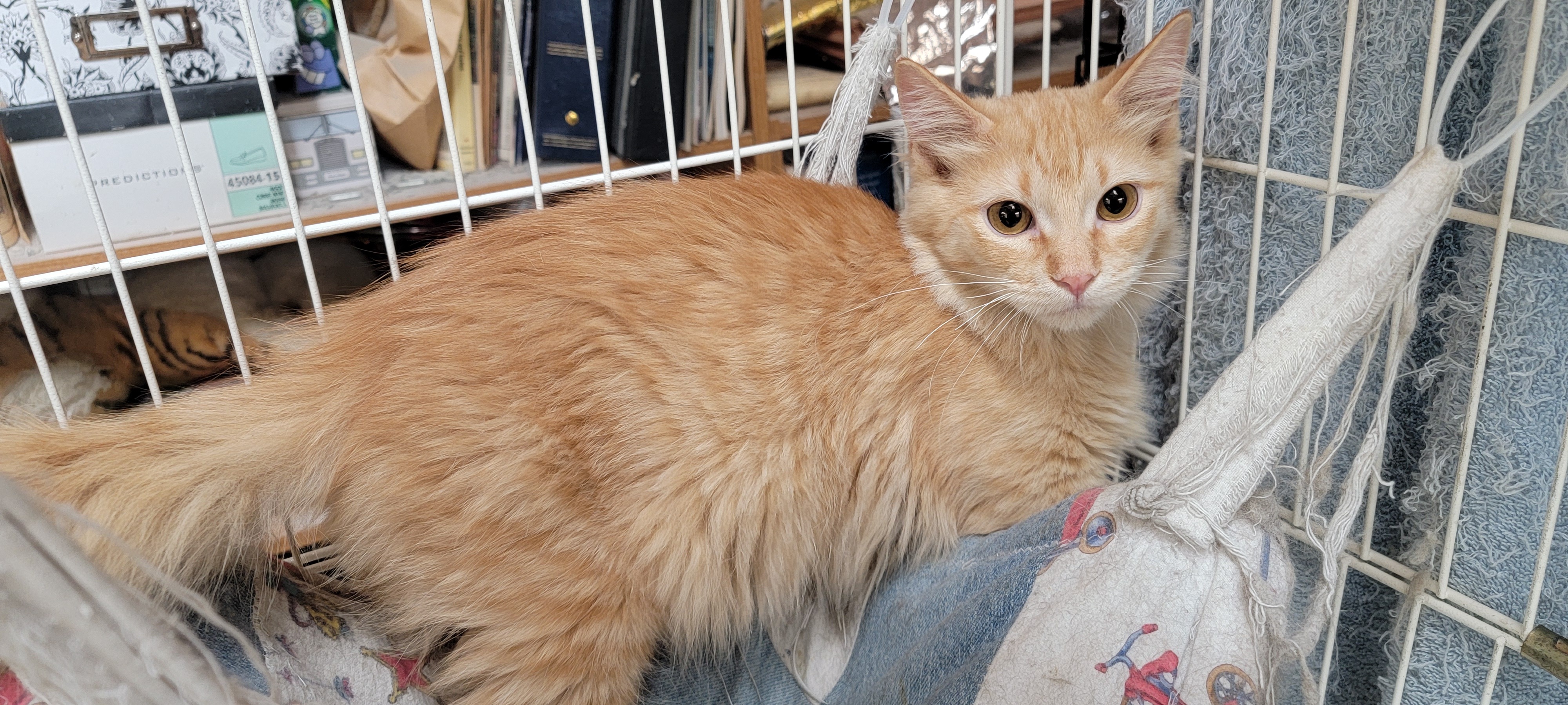 Sunshine, a Adoptable mixed breed in Anoka, MN image 2/4