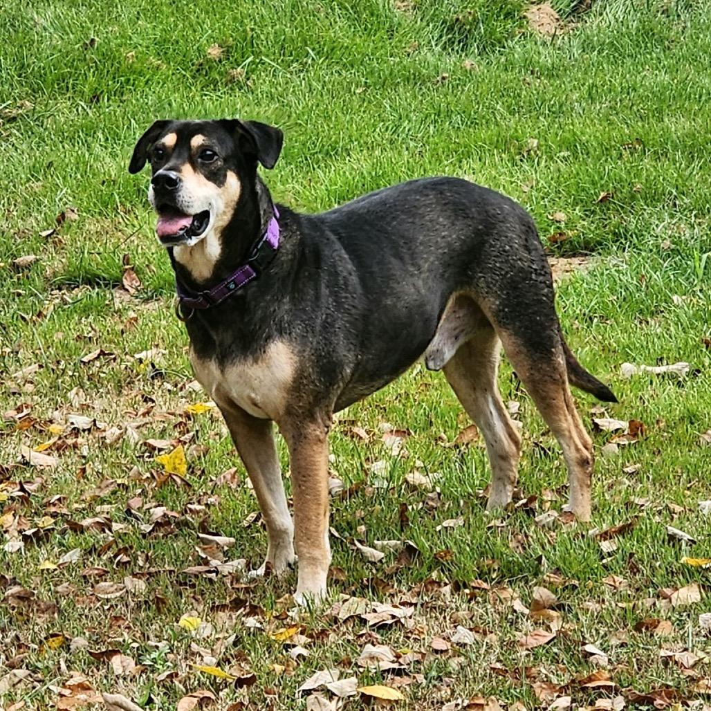 Gator, Adoptable, Adult Male Mixed Breed.