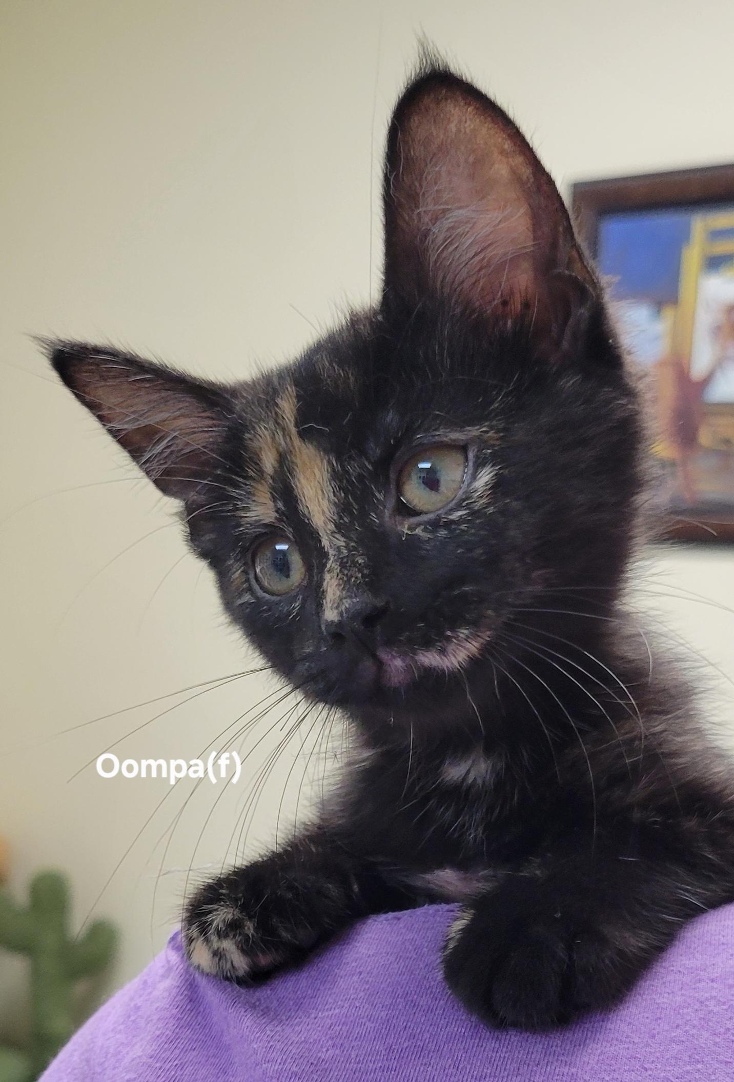 Oompa