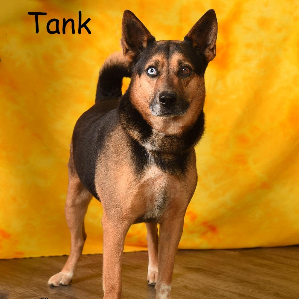 Enlarge TANK, a Adoptable mixed breed in Holton, KS image 1/3