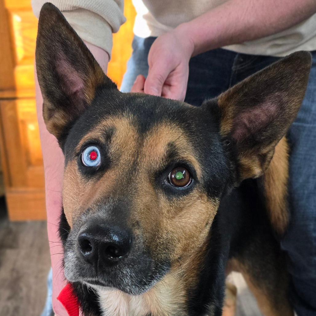 HANK, Adoptable, Adult Male German Shepherd Dog & Husky.