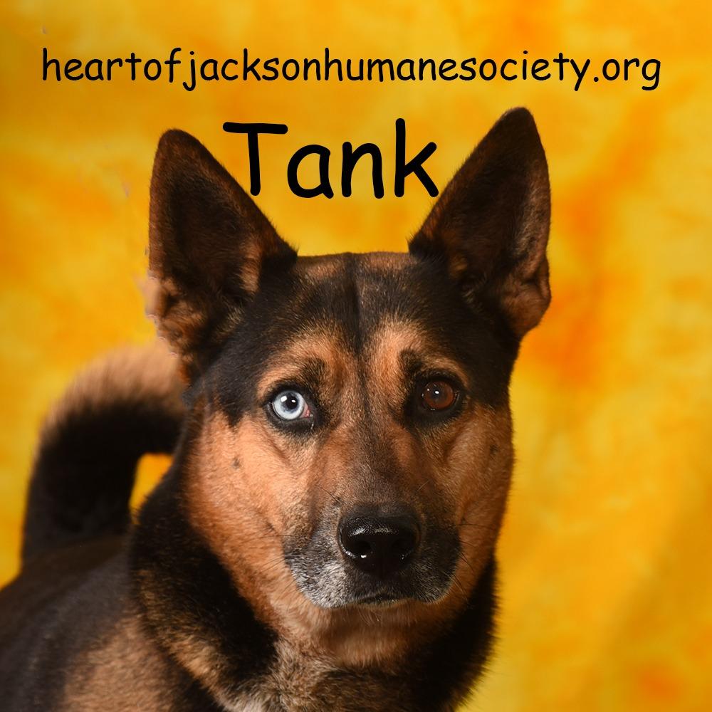Enlarge TANK, a Adoptable mixed breed in Holton, KS image 3/3