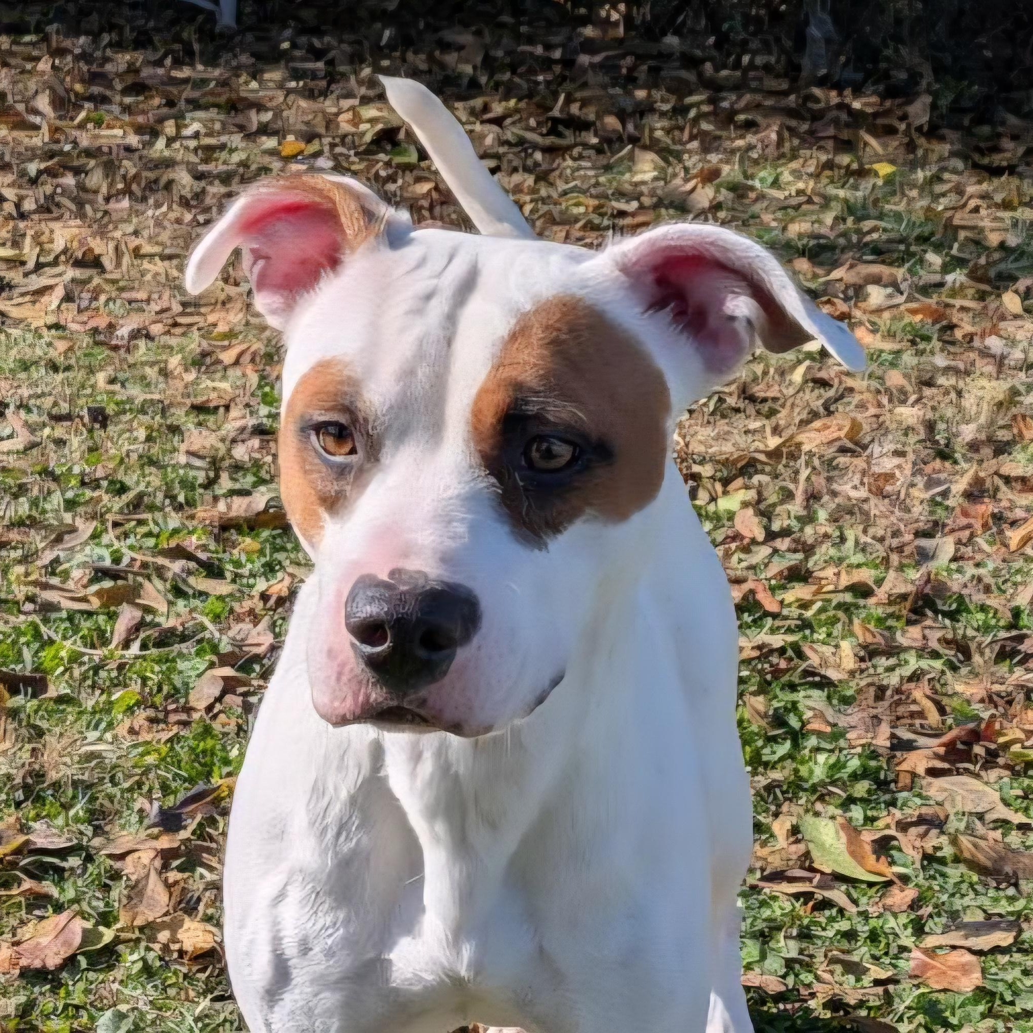 Enlarge Daphne (Coming Soon...), a Adoptable Terrier in Xenia , OH image 1/6