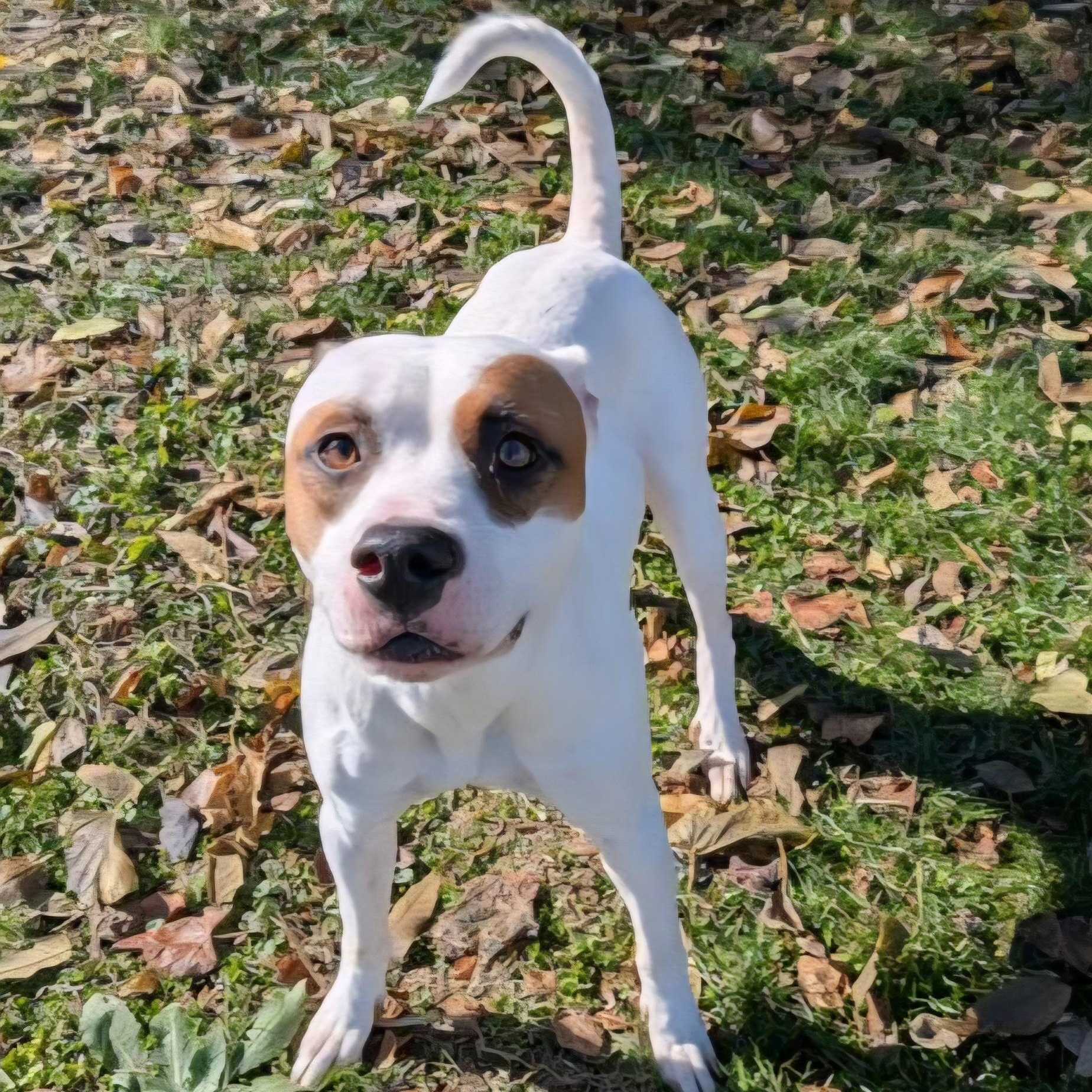 Enlarge Daphne (Coming Soon...), a Adoptable Terrier in Xenia , OH image 6/6