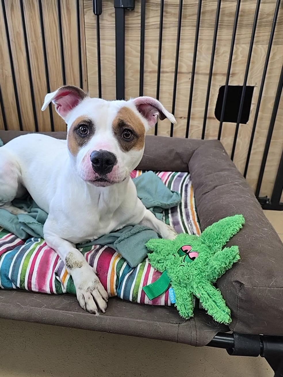 Enlarge Daphne , a Adoptable Terrier in Xenia , OH image 4/5