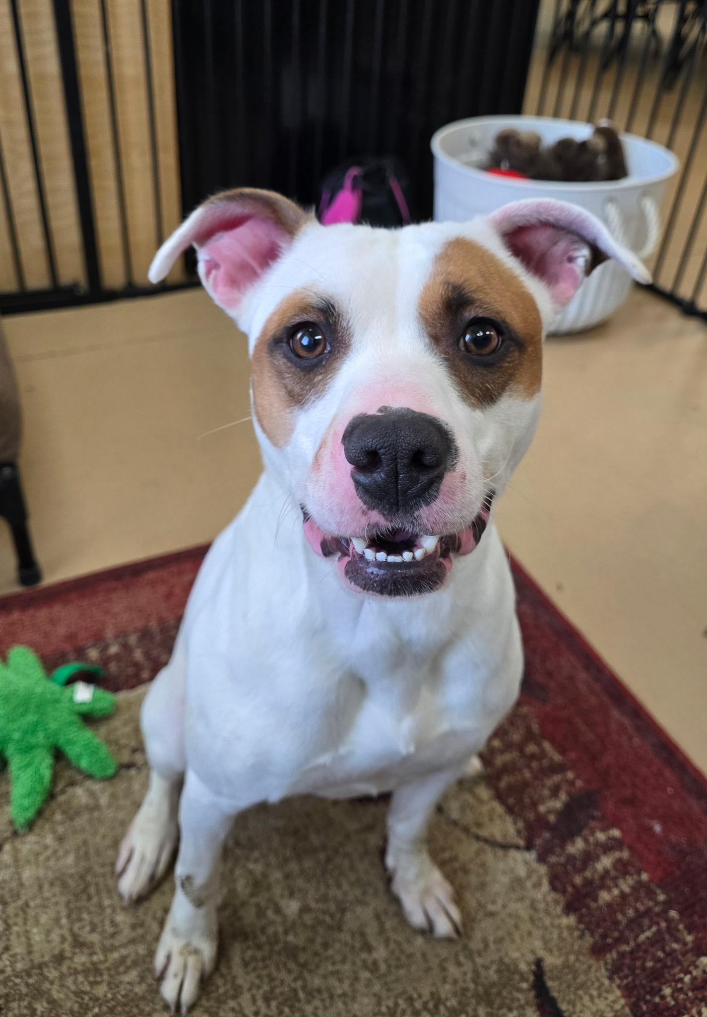 Enlarge Daphne , a Adoptable Terrier in Xenia , OH image 2/5