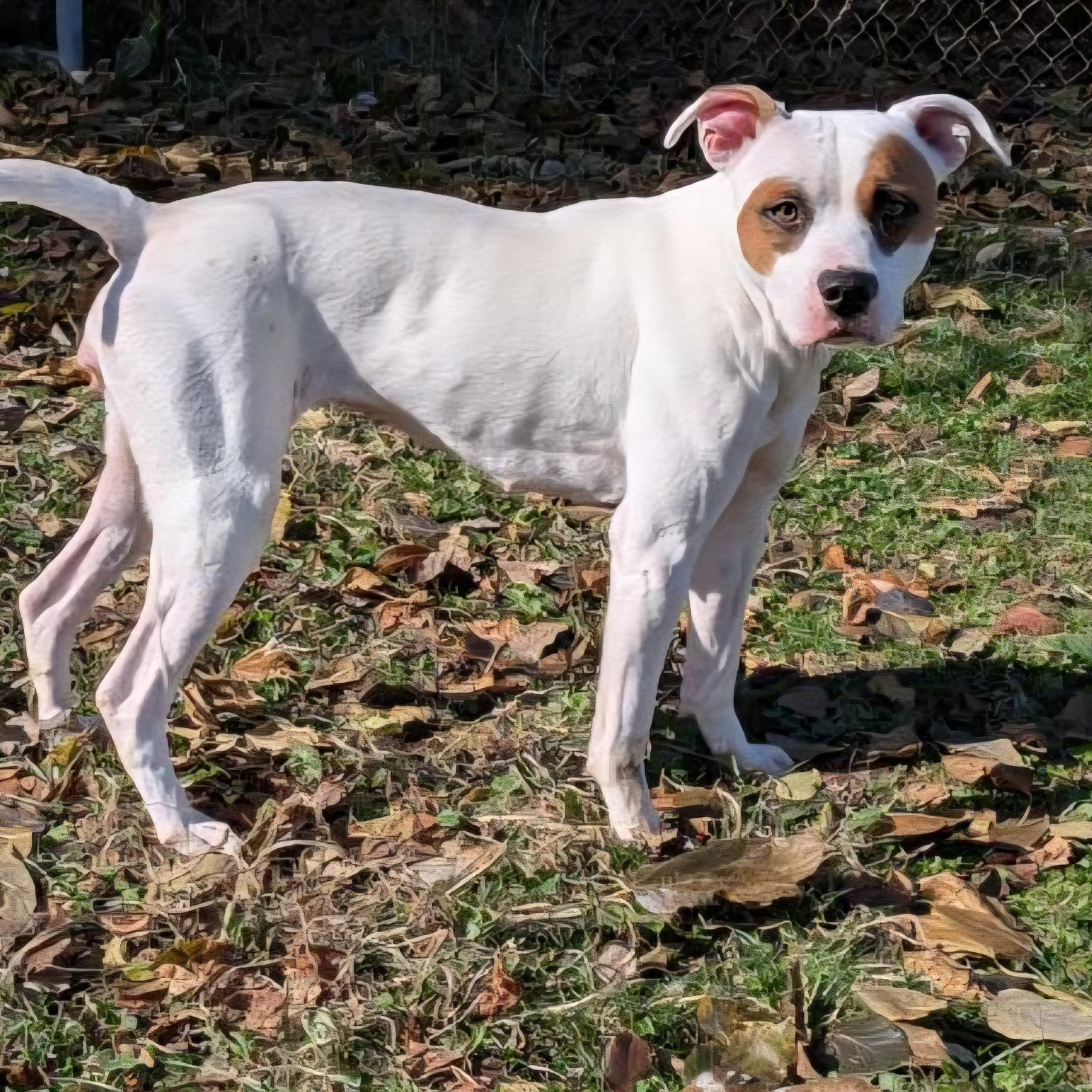 Enlarge Daphne (Coming Soon...), a Adoptable Terrier in Xenia , OH image 2/6