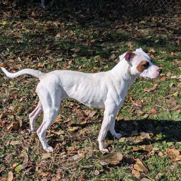 Enlarge Daphne (Coming Soon...), a Adoptable Terrier in Xenia , OH image 4/6