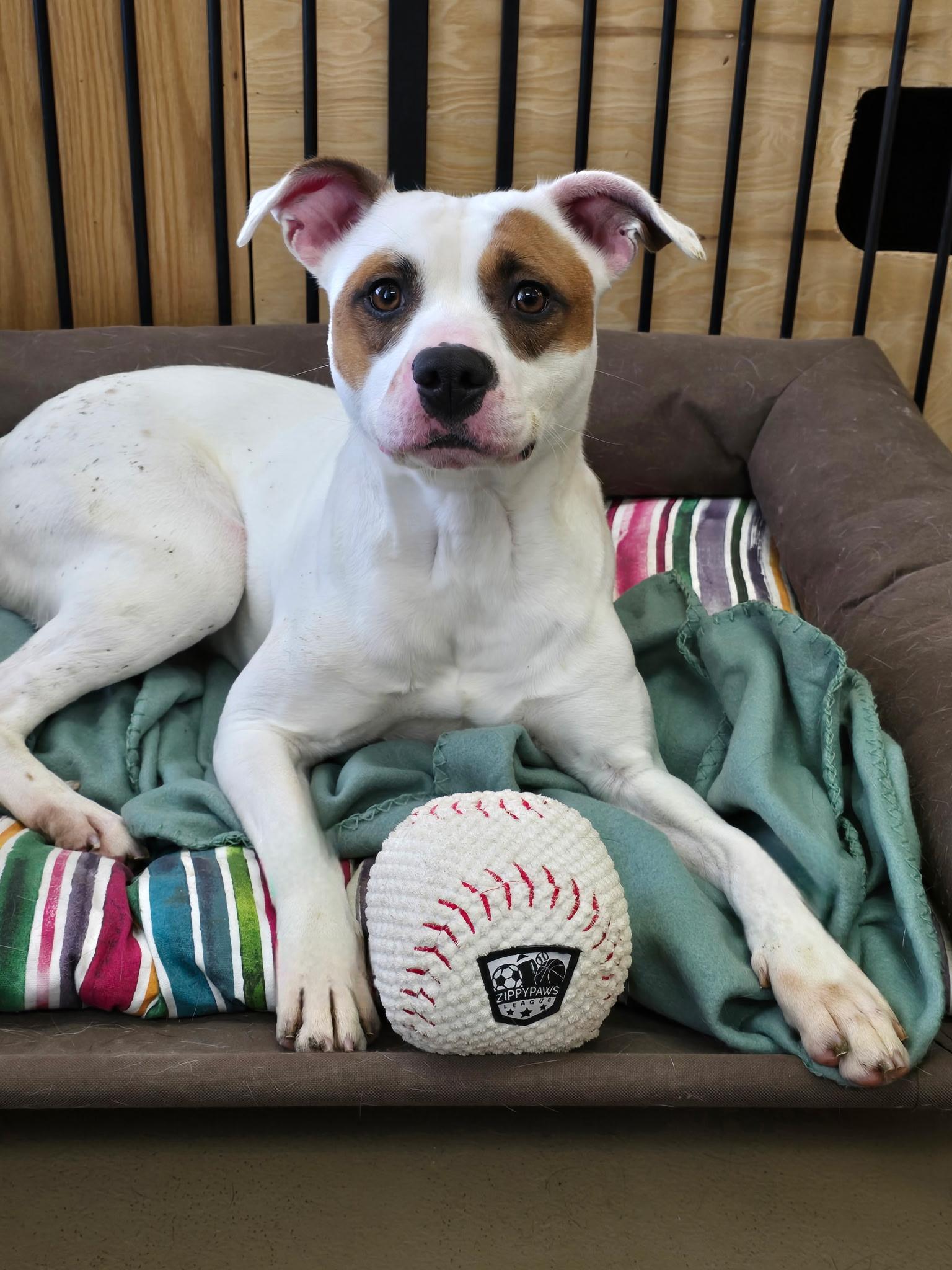 Enlarge Daphne , a Adoptable Terrier in Xenia , OH image 1/5