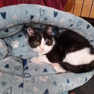 2026-04 Chanel - in foster