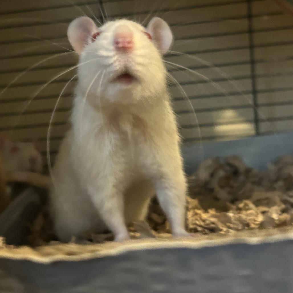 Bernard M11040, Adoptable, Young Male Rat.