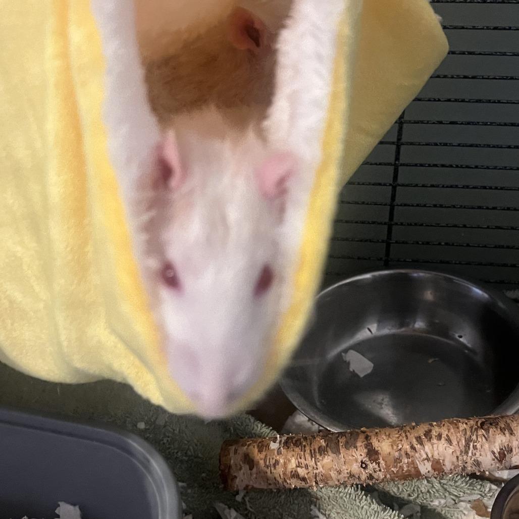 Bernard M11040, a Adoptable Rat in Blaine, MN image 2/5