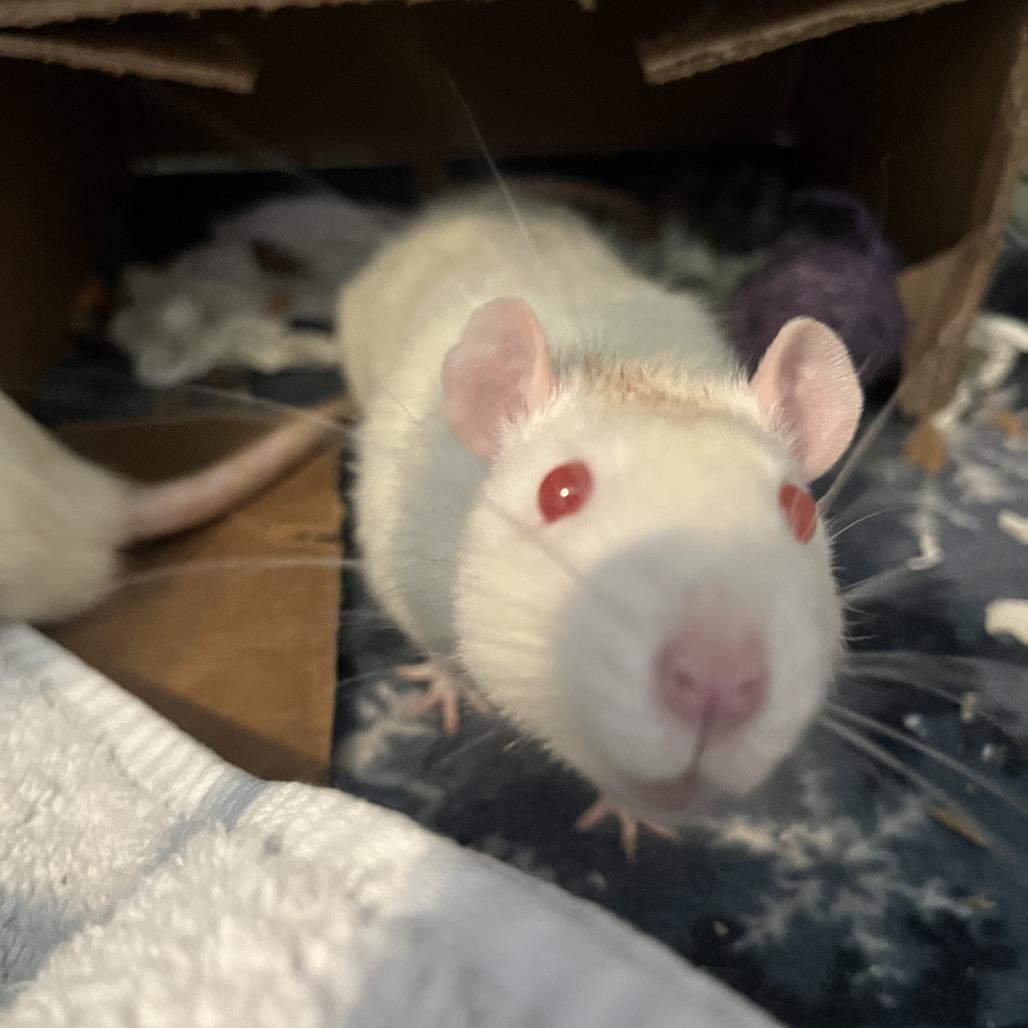 Bernard M11040, a Adoptable Rat in Blaine, MN image 3/5
