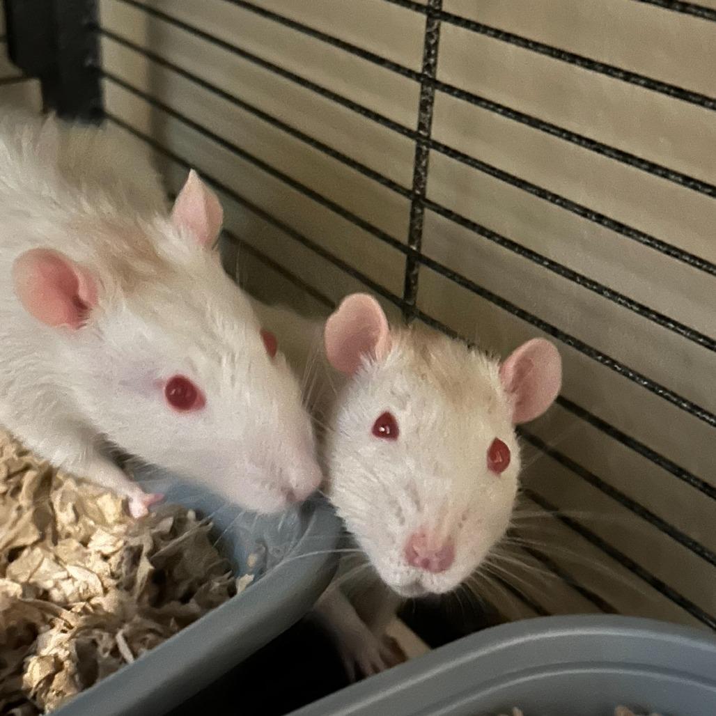 Enlarge Bernard M11040, a Adoptable Rat in Blaine, MN image 2/3