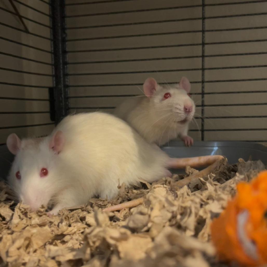Enlarge Bernard M11040, a Adoptable Rat in Blaine, MN image 3/3