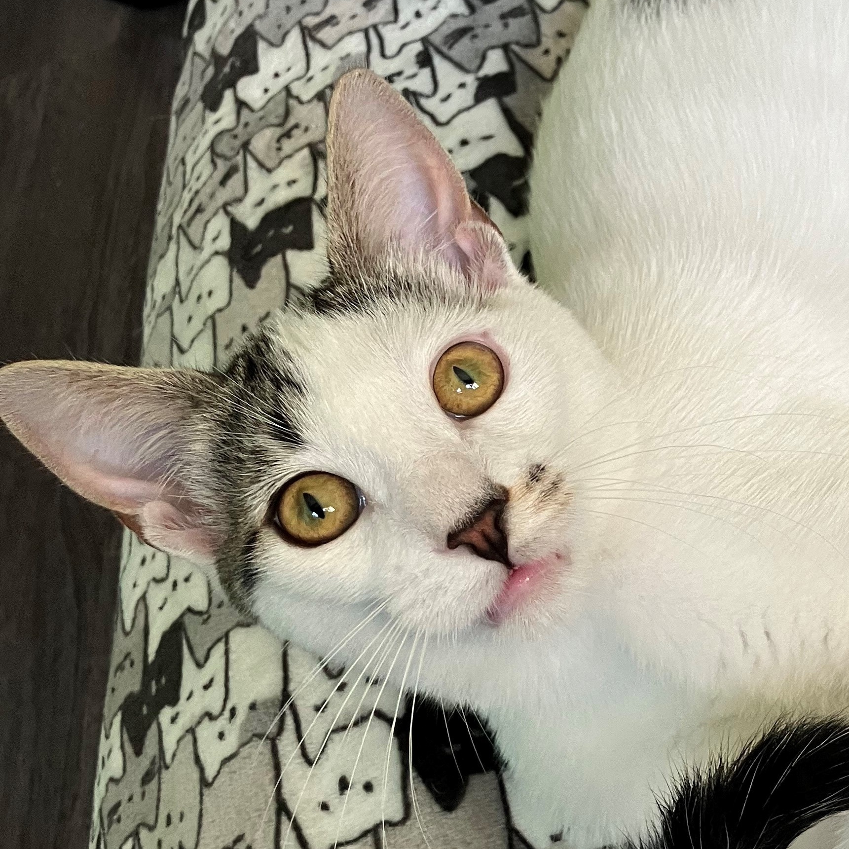 Cat for adoption KANGAROO, a Tabby in San Juan Capistrano, CA Petfinder