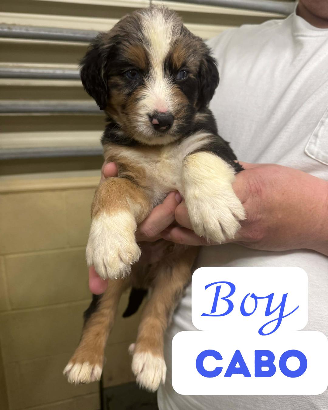 Enlarge The Staycation Litter- Great Pyrenees/Aussie/Poodle Mix- Males, a Adoptable mixed breed in Avon, CT image 2/3