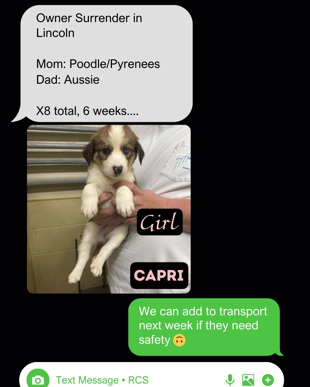 Enlarge The Staycation Litter- Great Pyrenees/Aussie/Poodle Mix- Males, a Adoptable mixed breed in Avon, CT image 3/3