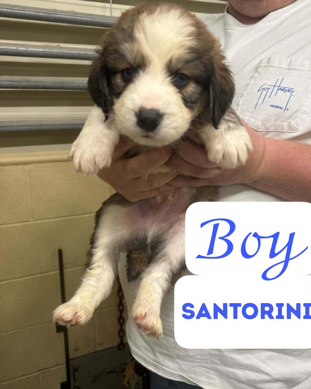 Enlarge The Staycation Litter- Great Pyrenees/Aussie/Poodle Mix- Males, a Adoptable mixed breed in Avon, CT image 1/3