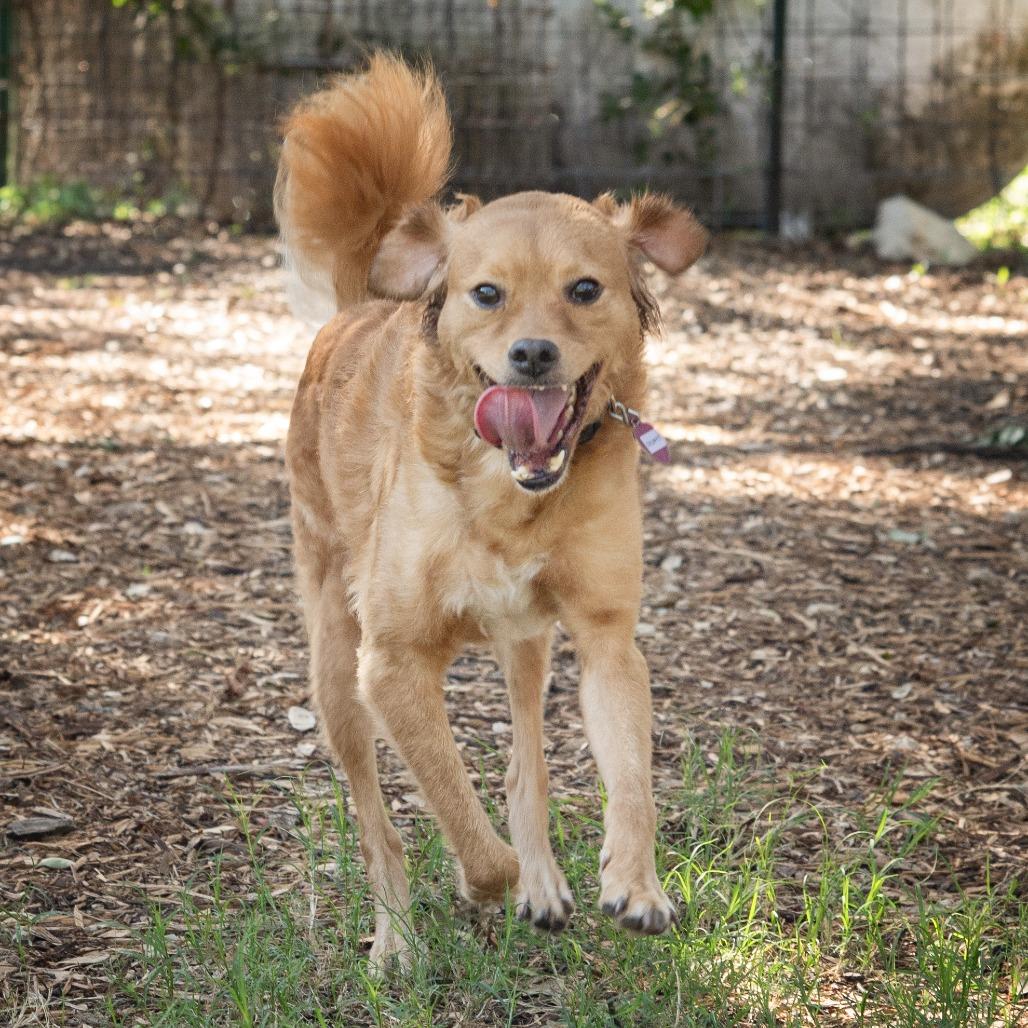 Crumpet, Adoptable, Adult Male Spaniel & Mixed Breed.