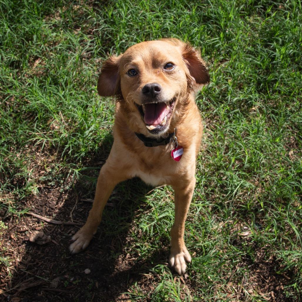Enlarge Crumpet, a Adoptable mixed breed in Wimberley, TX image 2/6