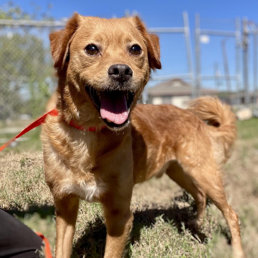 Enlarge Crumpet, a Adoptable mixed breed in Wimberley, TX image 3/6