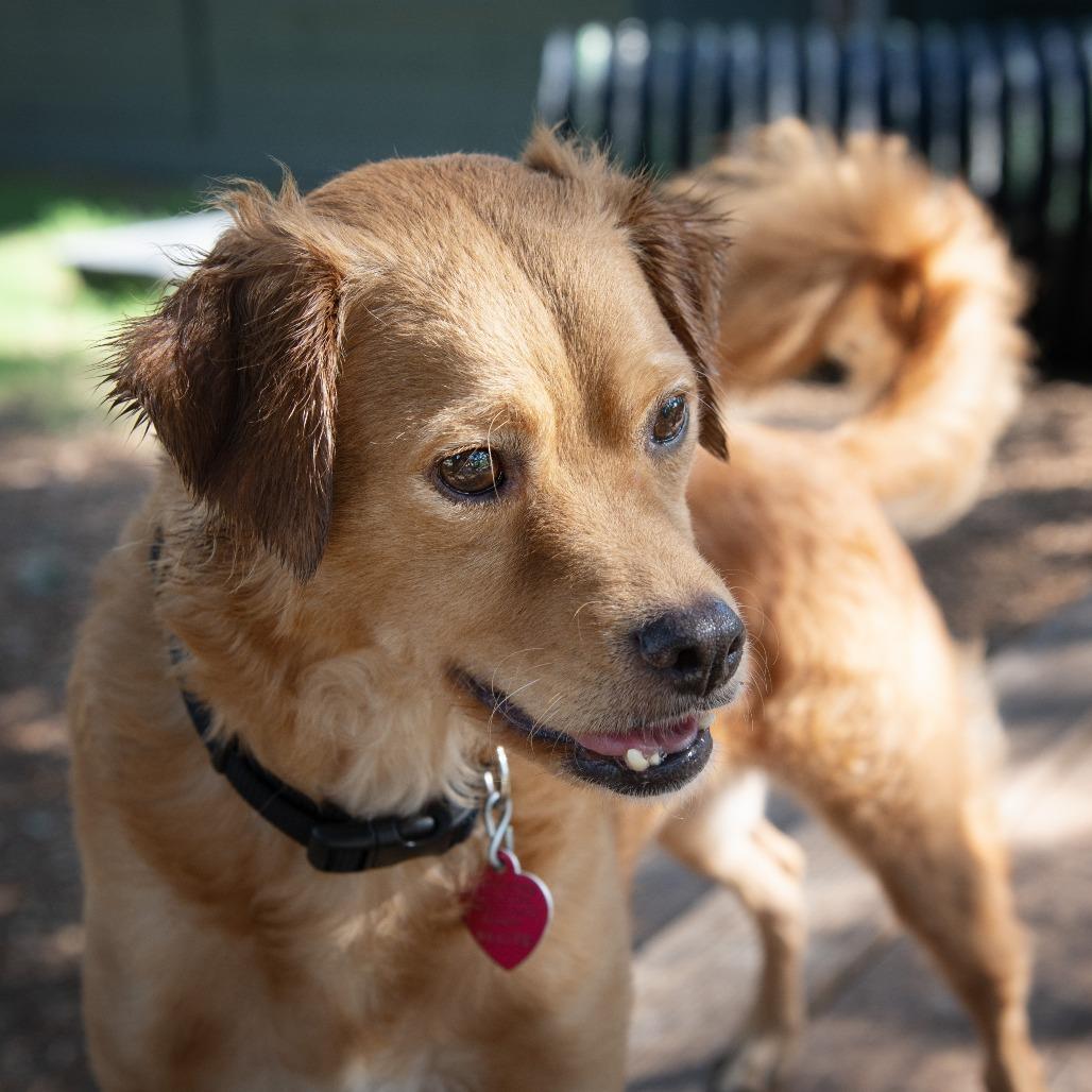 Enlarge Crumpet, a Adoptable mixed breed in Wimberley, TX image 4/6