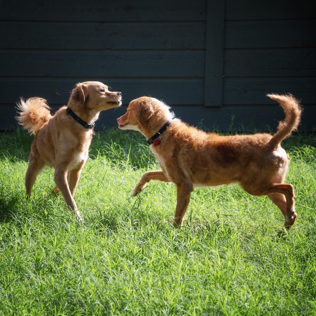 Enlarge Crumpet, a Adoptable mixed breed in Wimberley, TX image 5/6
