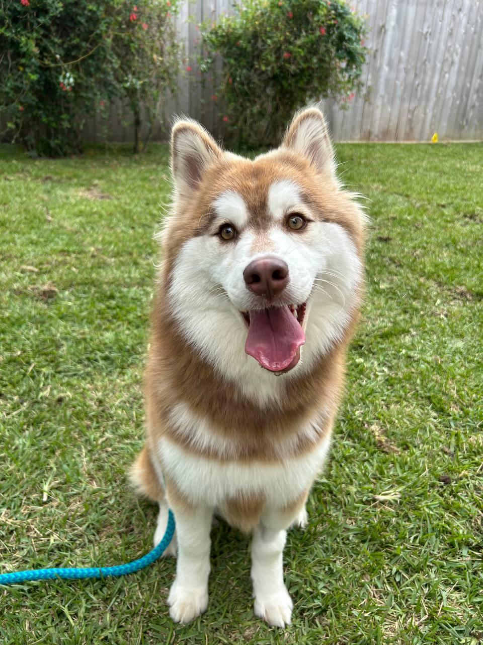 Tikaani, Adoptable, Puppy Female Siberian Husky.
