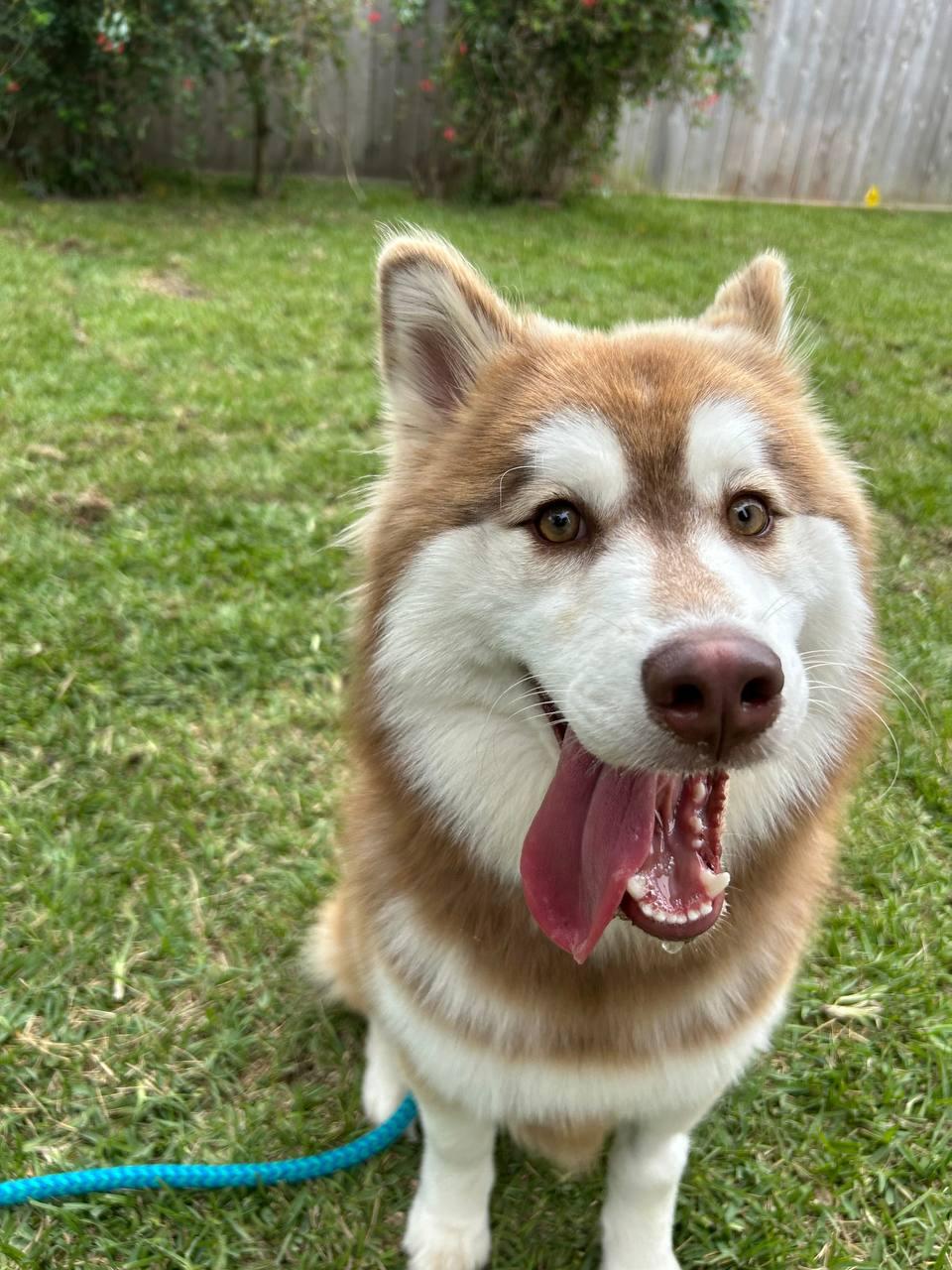Enlarge Tikaani, a Adoptable Siberian Husky in Carrollton, TX image 2/2