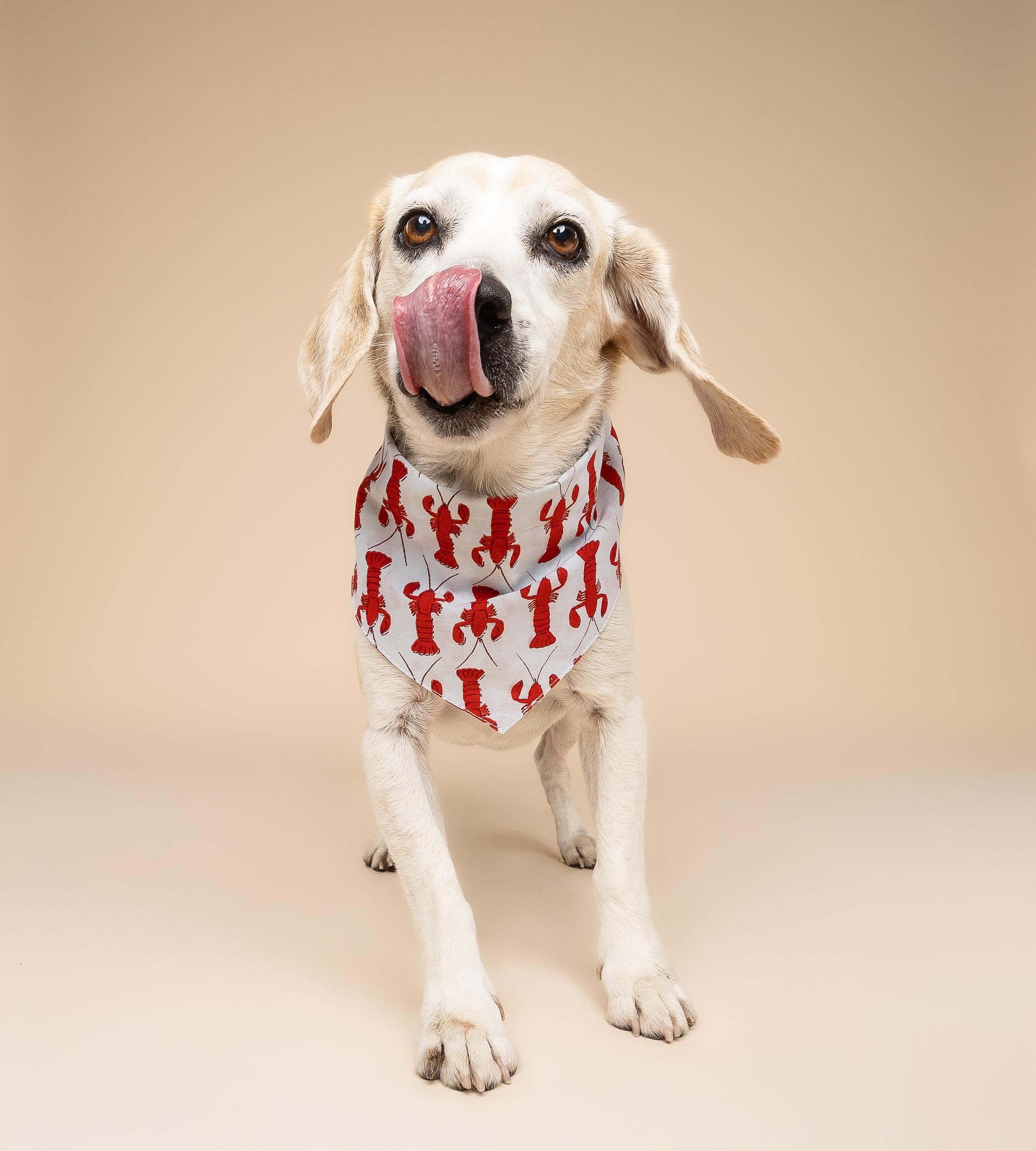 Enlarge Barney , a ADOPTABLE Beagle in Miami, FL image 2/5