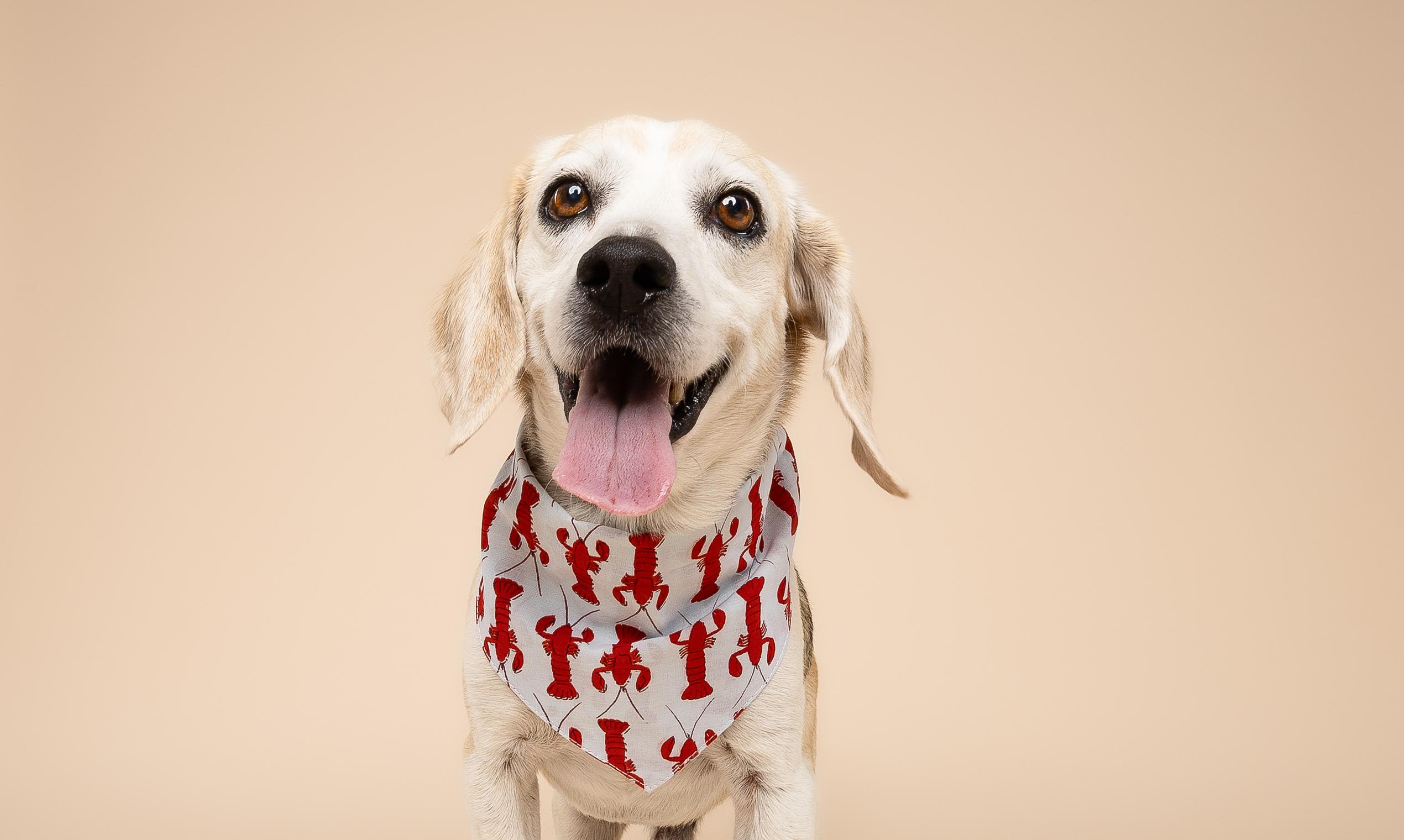Enlarge Barney , a ADOPTABLE Beagle in Miami, FL image 1/5