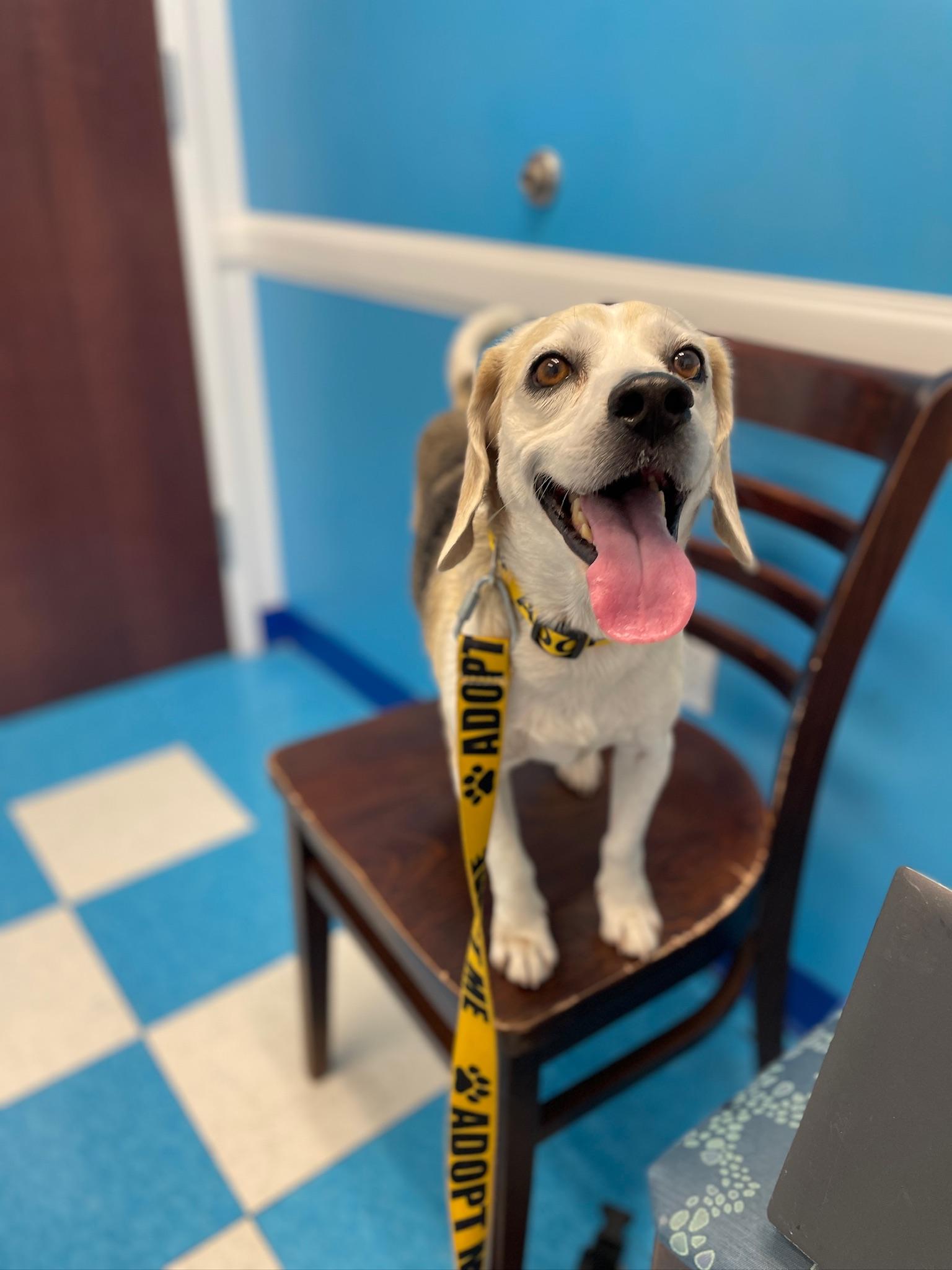 Enlarge Barney , a ADOPTABLE Beagle in Miami, FL image 4/5