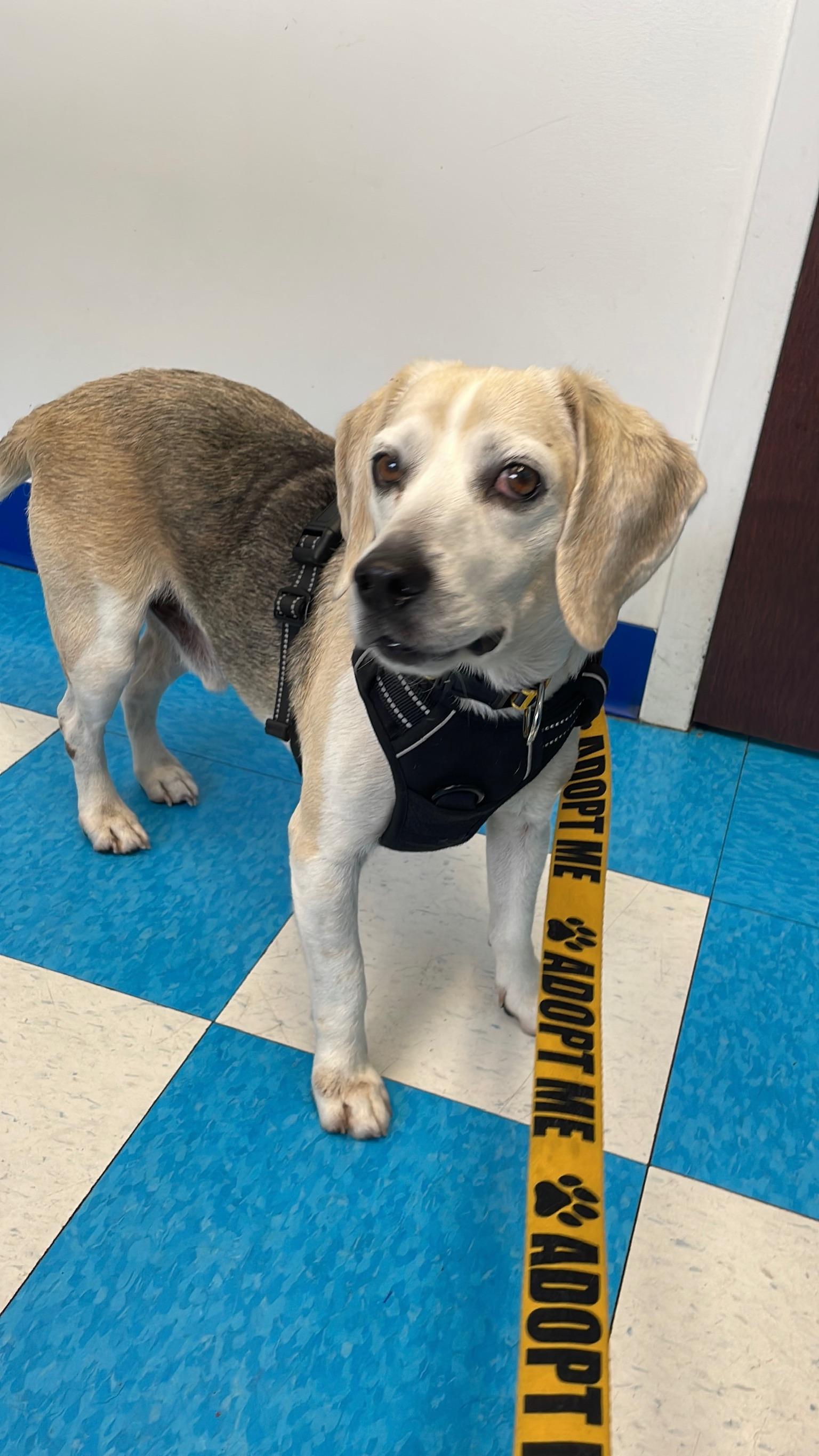 Enlarge Barney , a ADOPTABLE Beagle in Miami, FL image 5/5