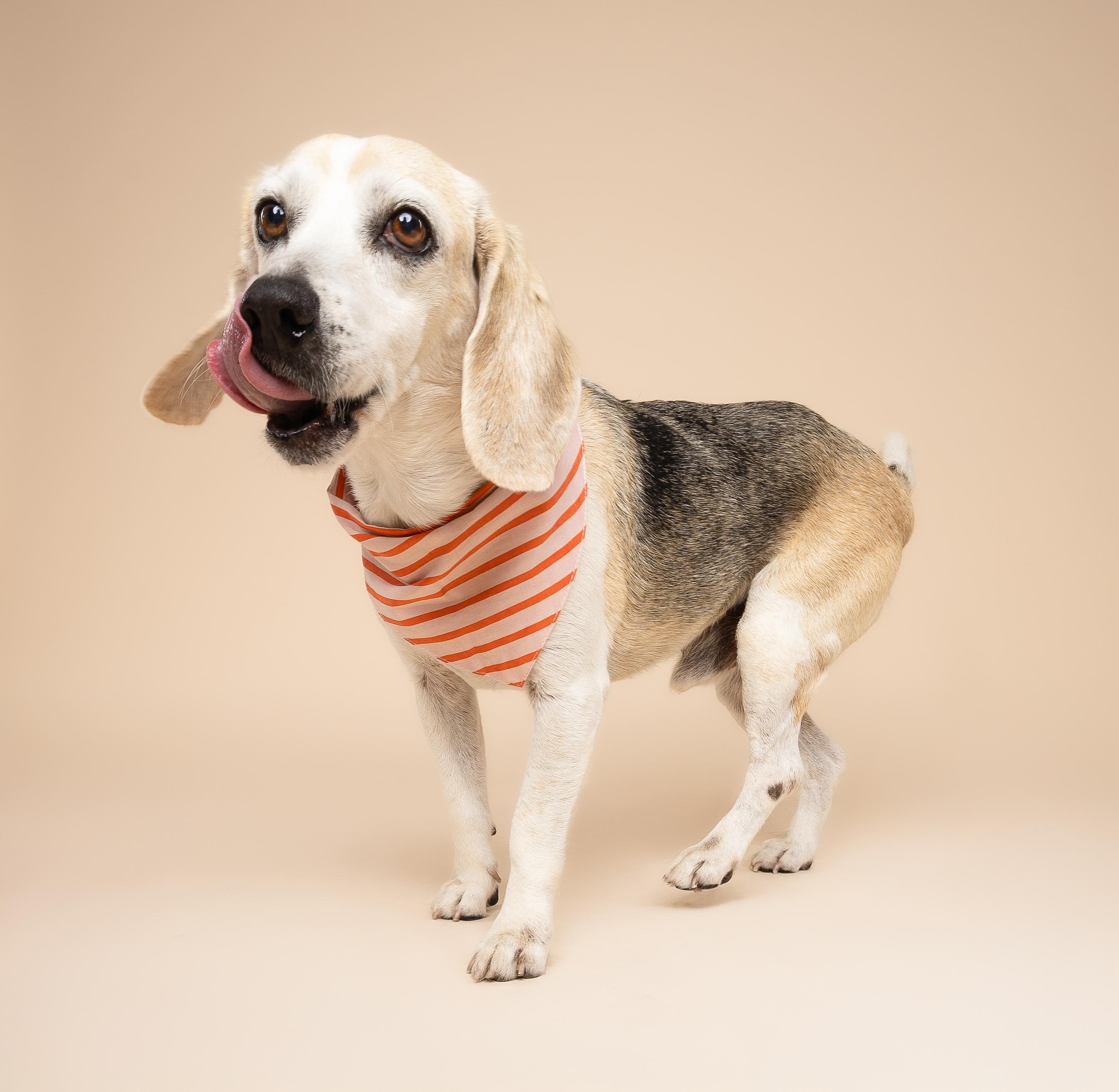 Enlarge Barney , a ADOPTABLE Beagle in Miami, FL image 3/5